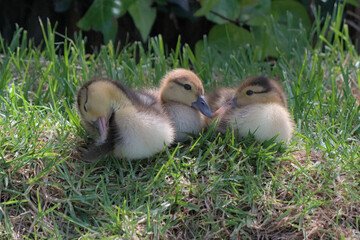 three little ducklings