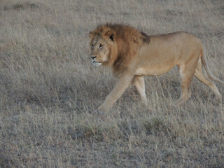 Kenyan Lions Maasai Mara Kenya East Africa 