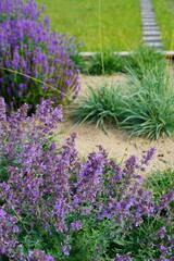 Close up of lilac catmint plant. Blurred grey stone background. Summertime. Pirita, Tallinn 2024