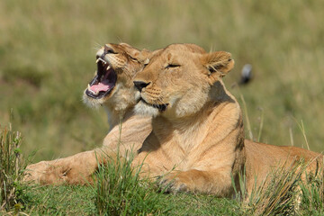 Kenyan Lions Maasai Mara Kenya East Africa 