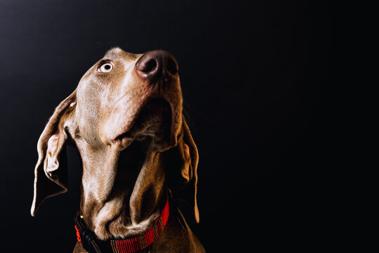weimaraner dog portrait 
