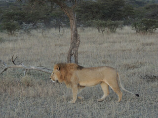 Kenyan Lions Maasai Mara Kenya East Africa 