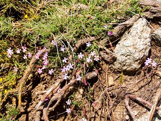 hiking the GR20 trail corsica island france