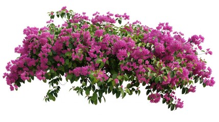 Fototapeta premium Flower bush shrub tree plant isolated tropical jungle plant with clipping path