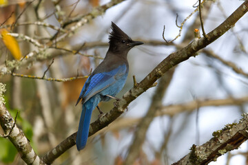 Steller's Jay Perched on a Branch in Woodland