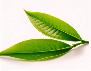 Fototapeta premium young tea leaves isolated on white background.
