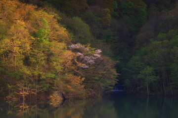 岩手県奥州市　新緑の奥州湖