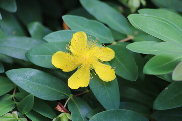 Hypericum calycinum. The creeping St. John's wort or Rose of Sharon.