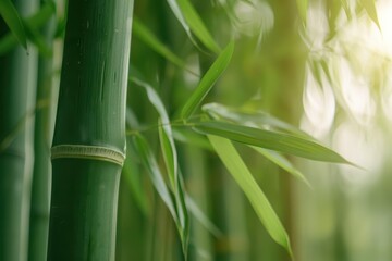 Obraz premium In a serene