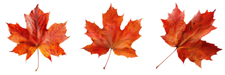 Set of single autumn maple leaf with rich red and orange colors isolated on transparent background  (2)