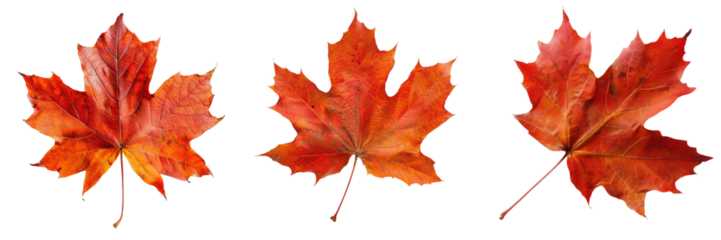 Set of single autumn maple leaf with rich red and orange colors isolated on transparent background  (2)