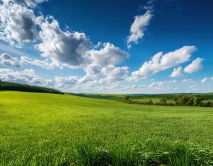 Obraz premium green field and blue sky with white fluffy clouds, spring landscape. 