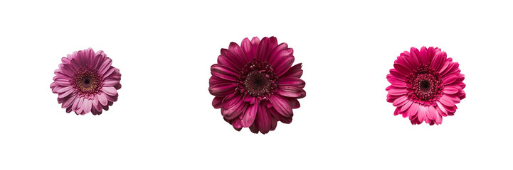 Set of single magenta gerbera daisy head isolated on transparent background  isolated on transparent background