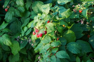 Zbiory malin, które dojrzewają na słońcu. Harvest of raspberries that ripen in the sun.  © Adam