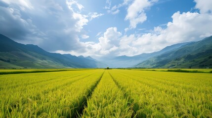 Fototapeta premium A field of rice is shown with a clear blue sky in the background. The sky is dotted with clouds, giving the scene a peaceful and serene atmosphere. The rice field stretches out for miles