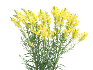 Yellow flowers of common toadflax or butter-and-eggs plant isolated on white. Linaria vulgaris