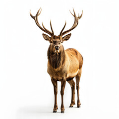 monarch of the glen isolated on white background, png