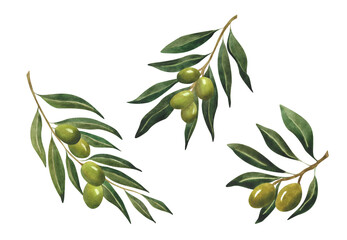 Watercolor olive branches with leaves Green illustration For olive oil logo postcard poster print design wrapping paper wallpaper decoration Italian plant Organic Natural Botanical