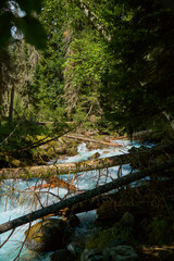 mountain river flows among tall trees