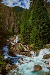 mountain river flows among tall trees