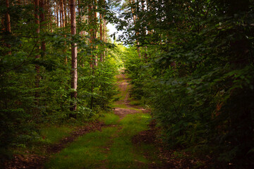 Summer forest path in Germany