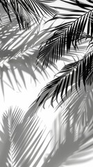 Obraz premium Palm leaf shadows on white wall, abstract nature background