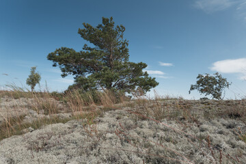 Scandinavian nature. Several trees on a mossy hill