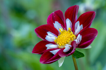 Dahlie