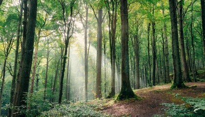 Green forest trees with sunbeams and deep woods sun rays shimmer. Sunbeams peeking through forest trees in early autumn shades. Time lapse.