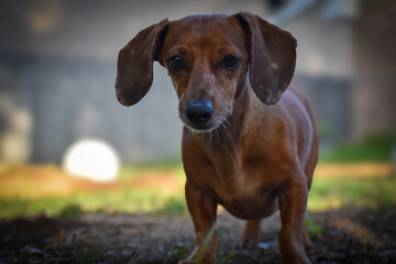 Portrait Of Dachshund 