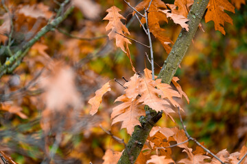 autumn red, yellow, orange, crimson foliage, leaves of marsh oak, Quercus palustris in garden, tree...