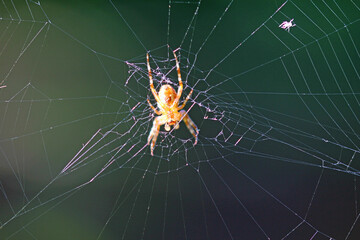 Cross spider in a web
