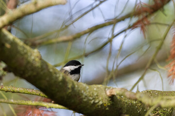 Black-Capped Chickadee Perched on a Mossy Branch