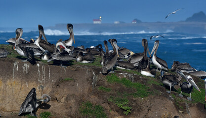 Obraz premium pelicans on rock 