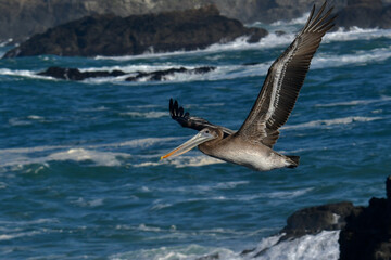 pelican flying over ocean