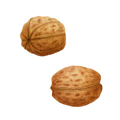 Set of whole walnuts in shell. Hazelnuts on isolated background. Watercolor illustration of nuts hand drawn. Clipart for design, cards, packaging, labels, menu, recipes, advertising.