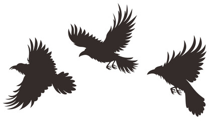 three isolated carrion crows are flying with wings open