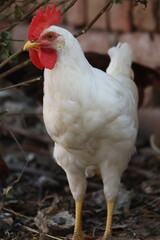 White Hen Pecking in a Rustic Farmyard