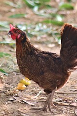 Free-Range Brown Hen in Natural Setting