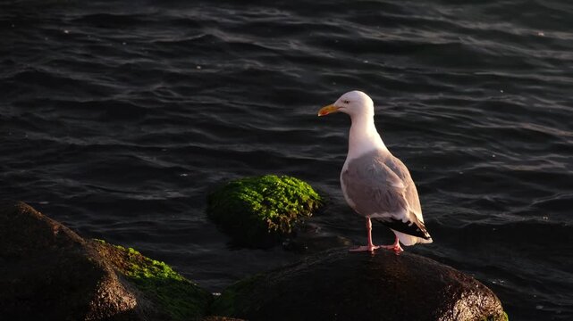 Close-up of a Yellow-legged gull (Larus michahellis) standing on a moss covered rocks against wavy water and watching the Baltic Sea. Slow motion portrait of an elegant, white and grey seagull bird.