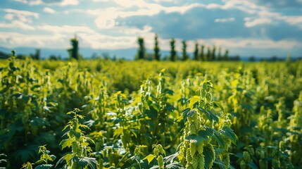 Fototapeta premium Wide green fields filled with climbing hop plants