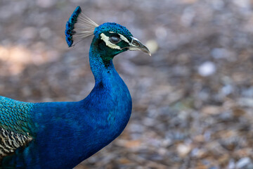 Fototapeta premium close up of peacock