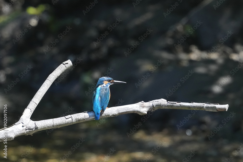 Canvas Prints common kingfisher in a forest