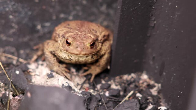 Close-up of common toad against fence, its lumpy skin and alert eyes visible as its body moves subtly with each breath.