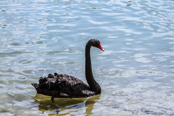 Back swan with a red beak swimming in a calm body of water.