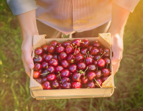 Manos de granjero con su recolecci&oacute;n de ar&aacute;ndanos fresas y cerezas almejas 
