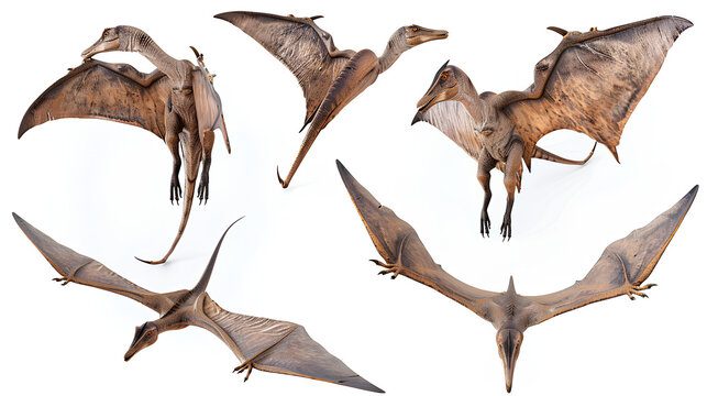 Set of pterodactyl