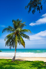Fototapeta premium Summer background of Coconut Palm trees on white sandy beach Landscape nature view Romantic ocean bay with blue water and clear blue sky over sea at Phuket island Thailand.