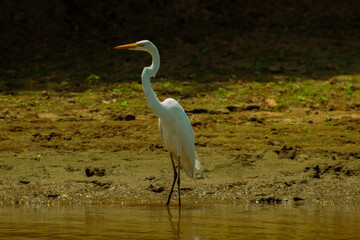 Garza blanca a orillas del rio Yacuma, Beni, Bolivia