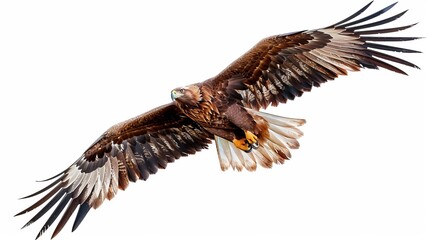 Fototapeta premium Golden eagle hawk. Portrait of a bird of prey photography